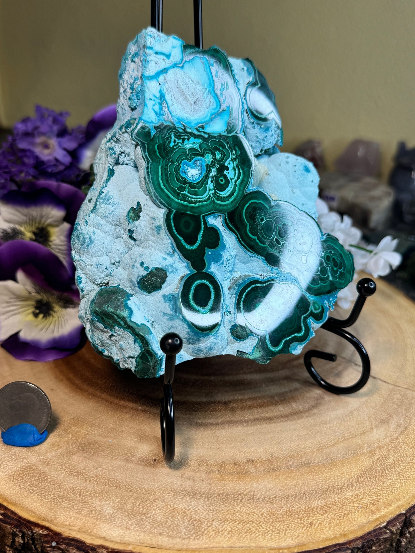 Malacholla Slabs on Stands