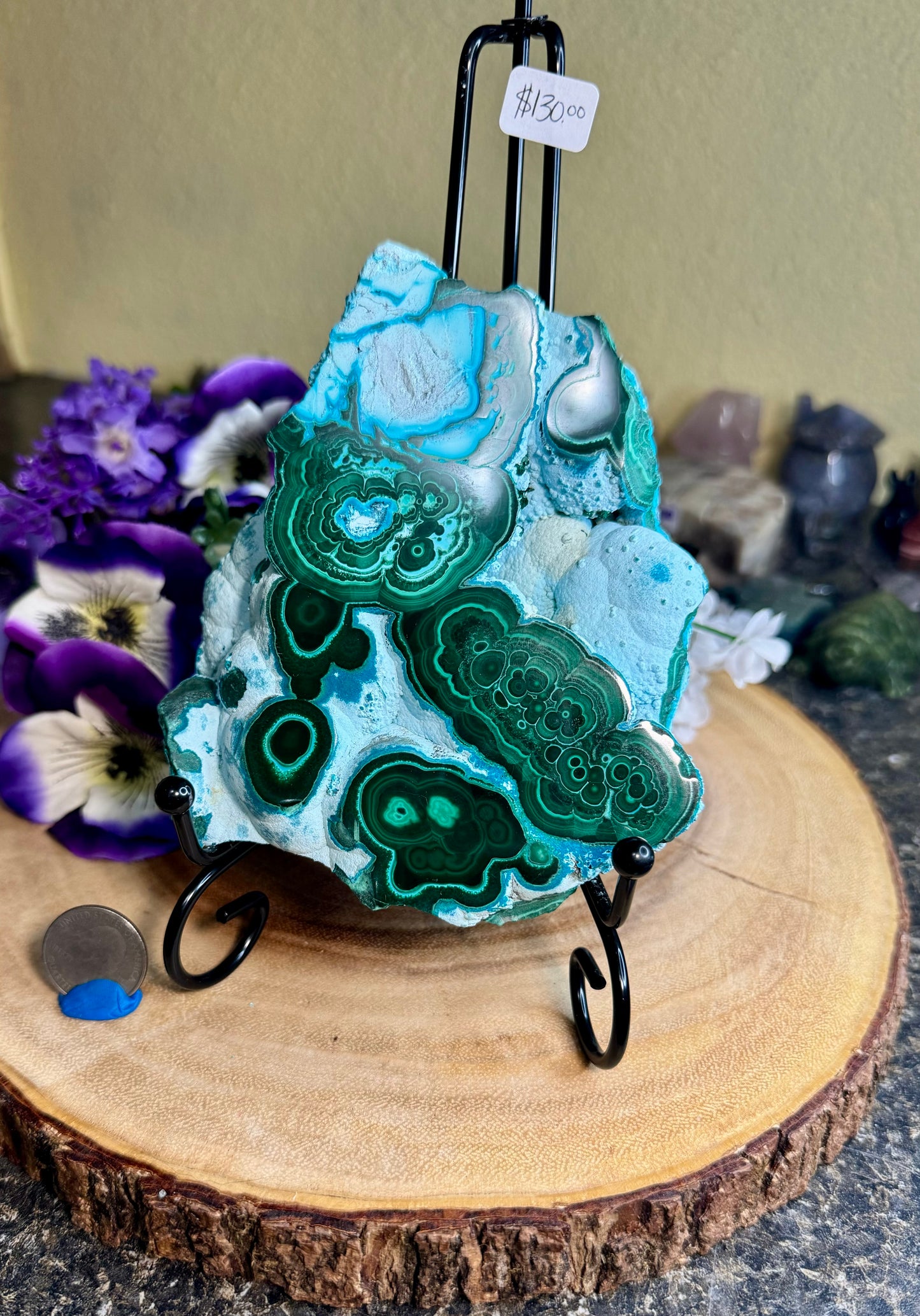 Malacholla Slabs on Stands