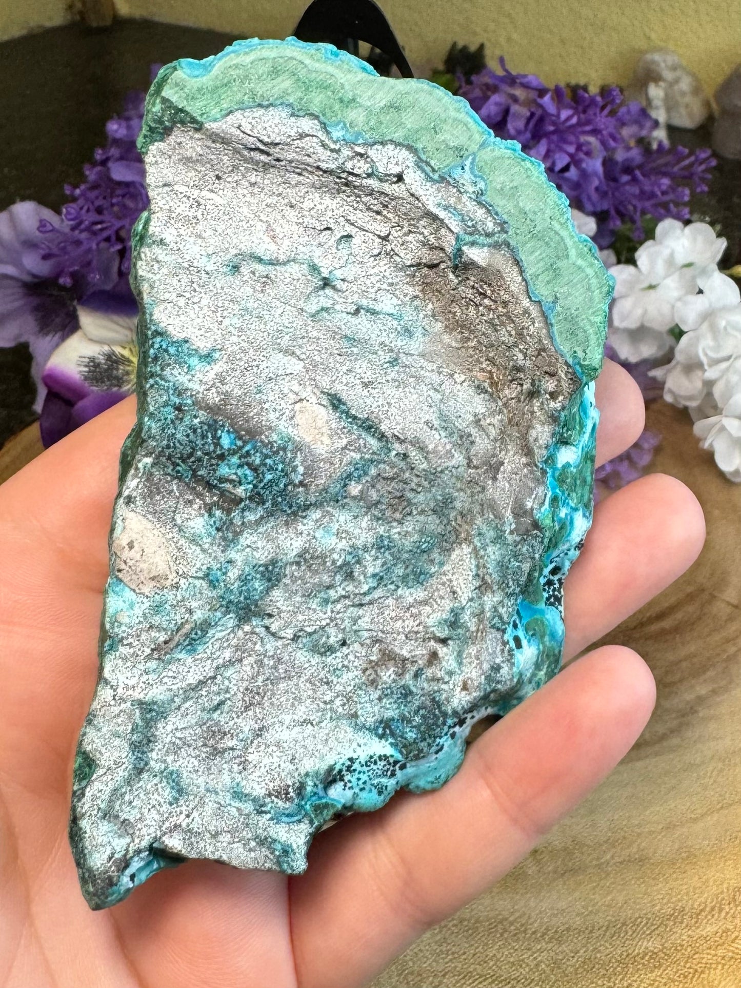 Malacholla Slabs on Stands