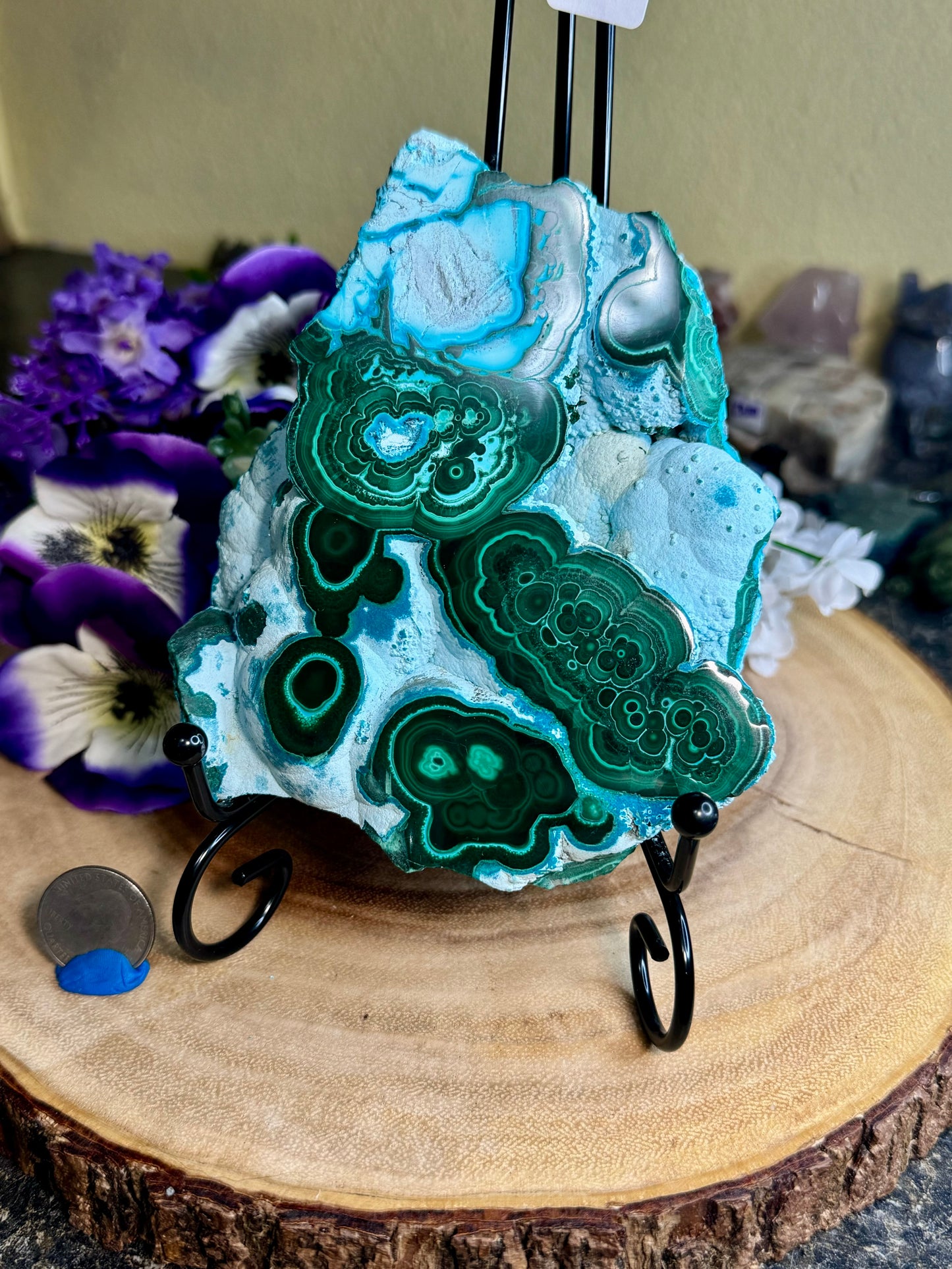 Malacholla Slabs on Stands